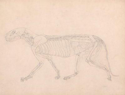 Vergleichende anatomische Darstellung der Struktur des menschlichen Körpers mit der eines Tigers und einer Kuh von George Stubbs